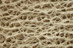 骨のタンパク質繊維