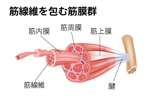 筋肉組織の膜