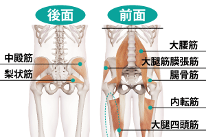 股関節の筋肉群