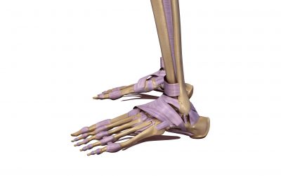 足首の靭帯群
